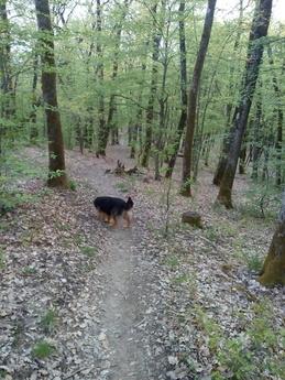 Daily Rent House, Uzhhorod, Uzhhorod - apartment by the day