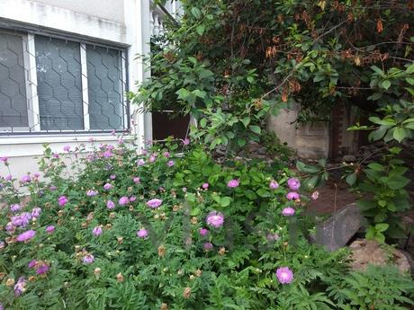 House by the sea for daily rent of 5 day, Odessa - apartment by the day