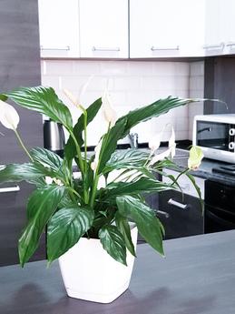 Apartments for connoisseurs of cleanliness and homeliness. C