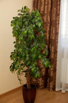 Apartment for rent. Poznyaki. Osokorki., Kyiv - apartment by the day