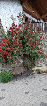 Sadiba Yanchar Studio, Yaremcha - apartment by the day